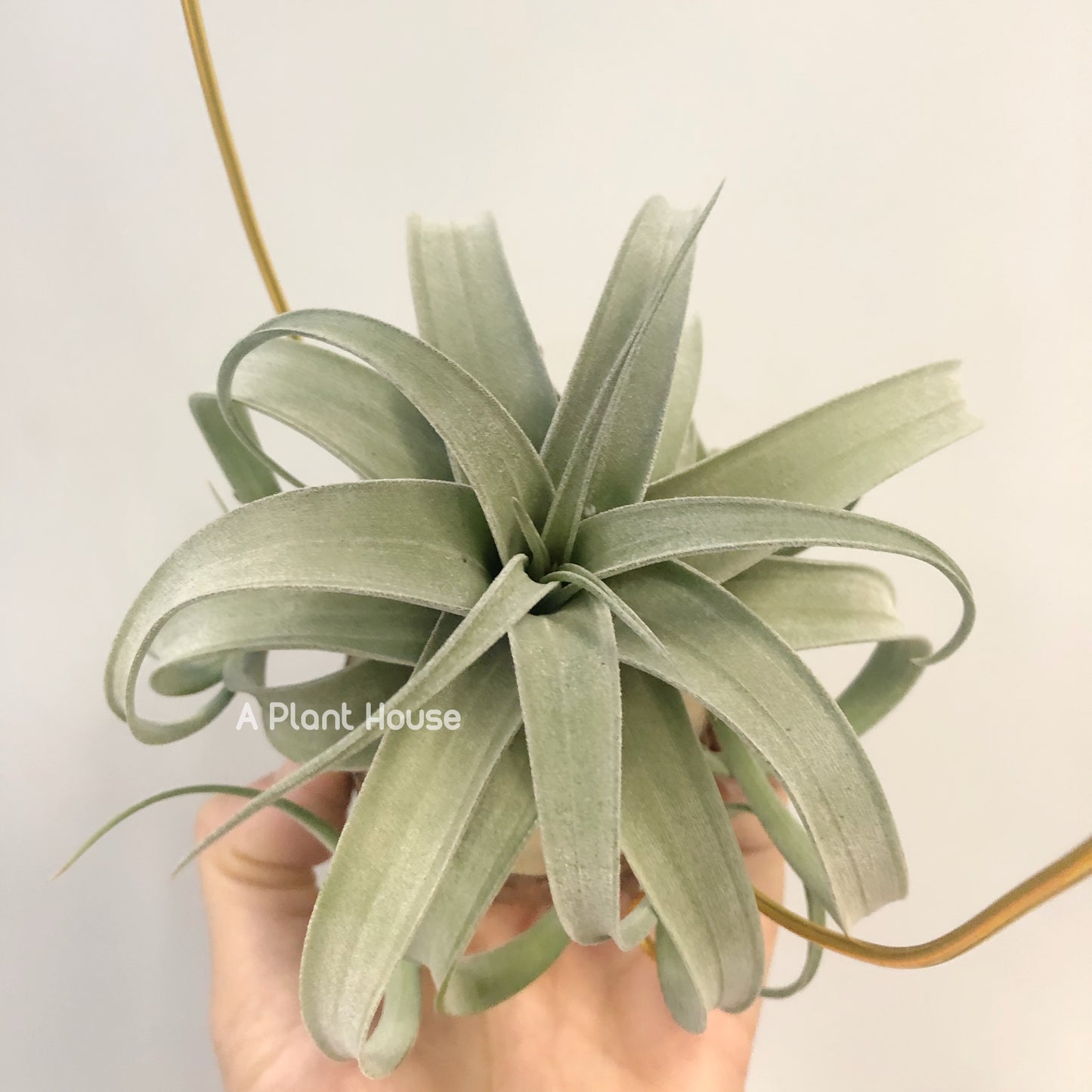 Tillandsia Guerreroensis x Novakii