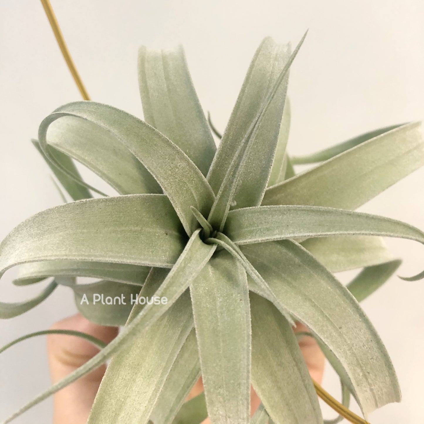 Tillandsia Guerreroensis x Novakii