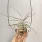 Tillandsia Ehlersiana