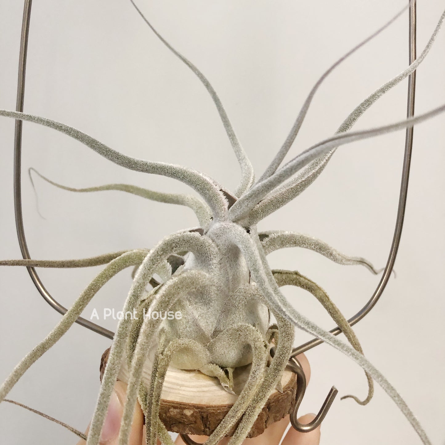 Tillandsia Ehlersiana