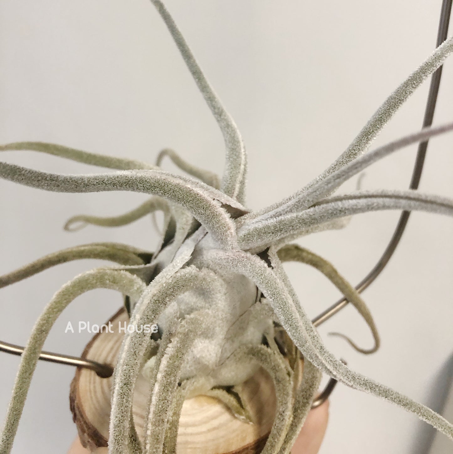 Tillandsia Ehlersiana