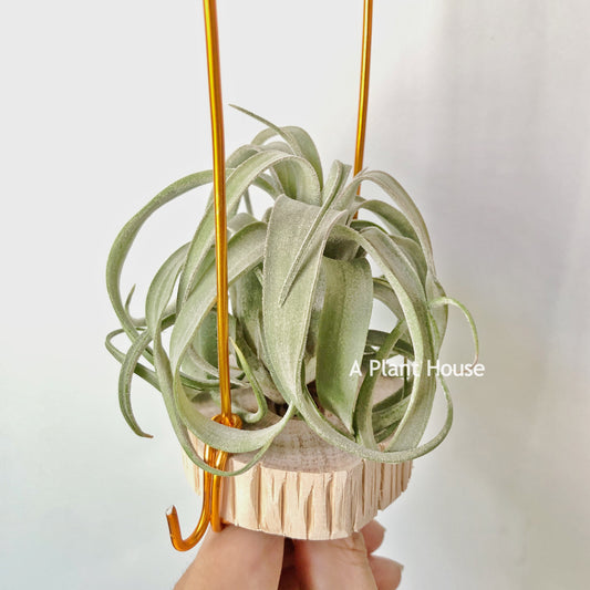 Tillandsia Streptophylla Mexico x Novakii