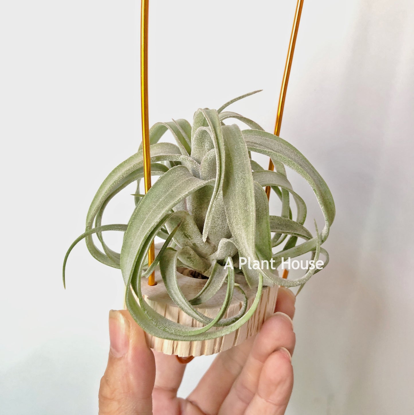 Tillandsia Streptophylla Mexico x Novakii