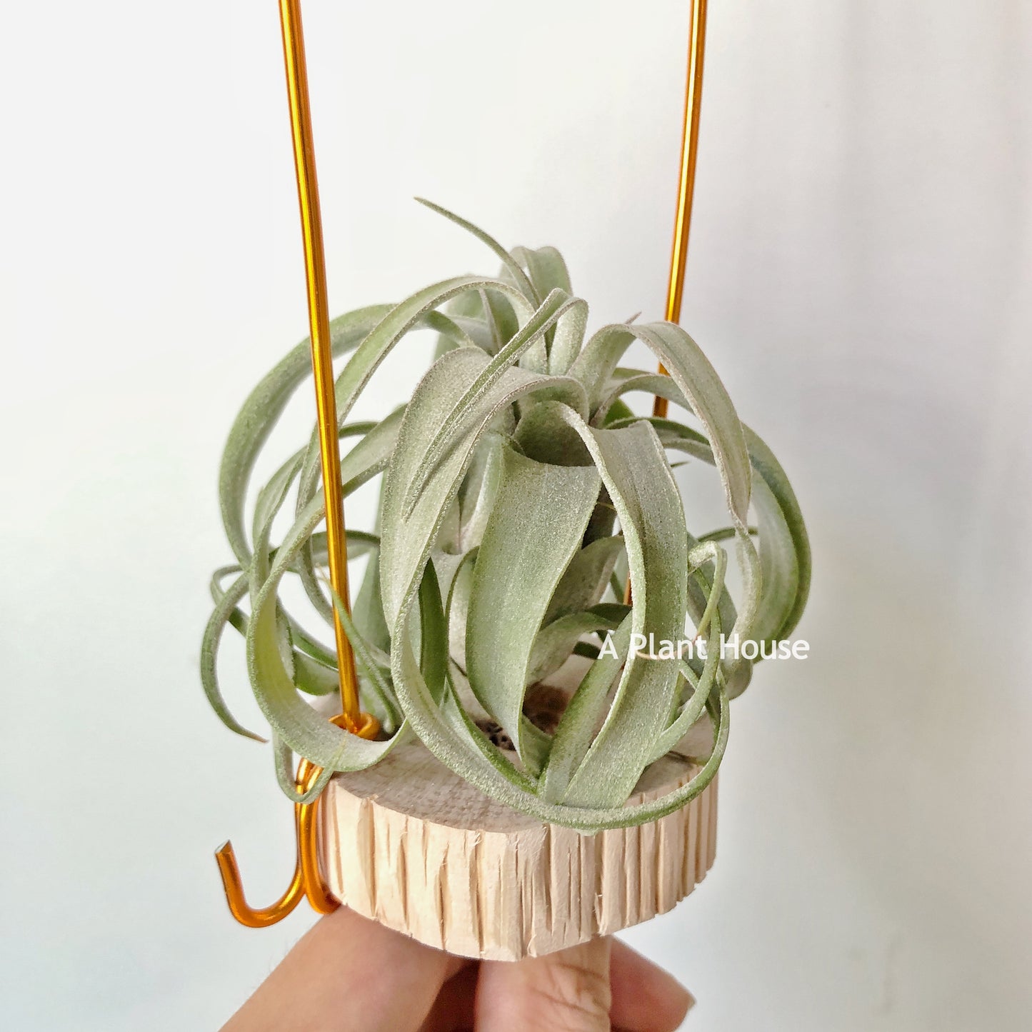 Tillandsia Streptophylla Mexico x Novakii