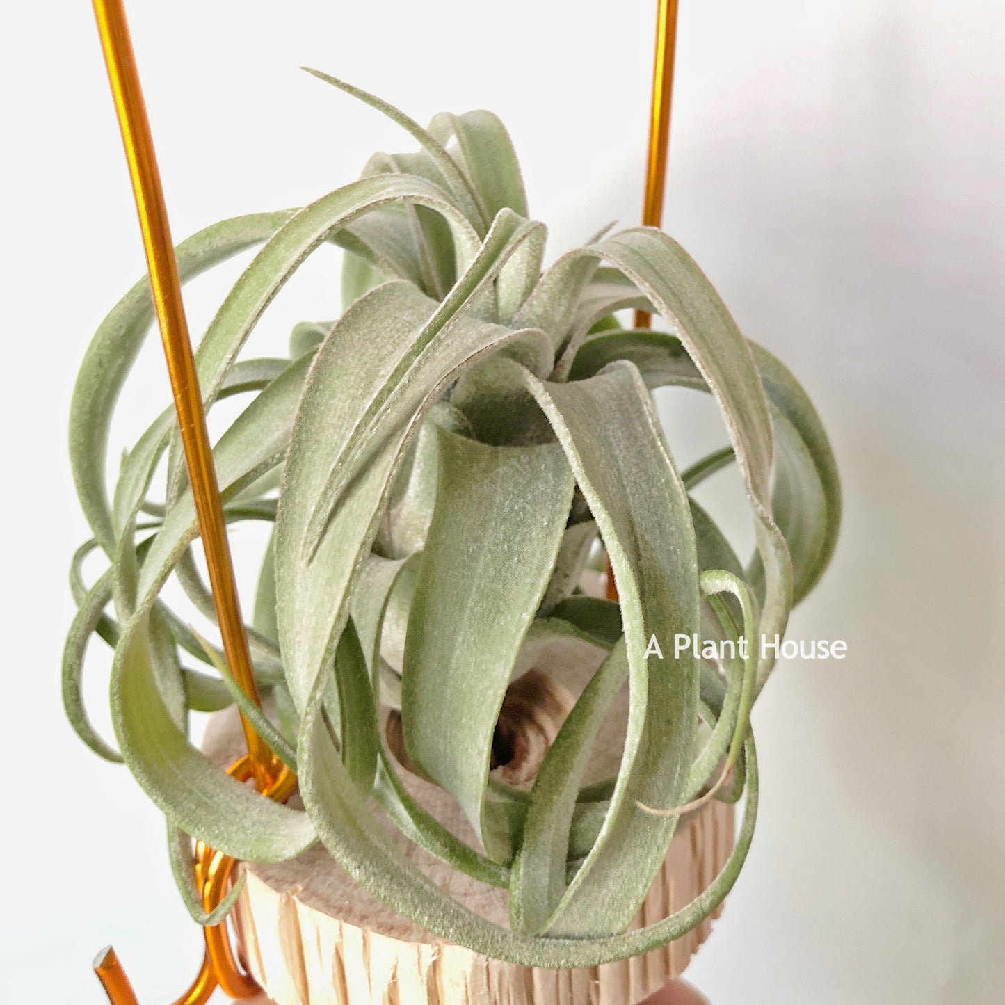 Tillandsia Streptophylla Mexico x Novakii