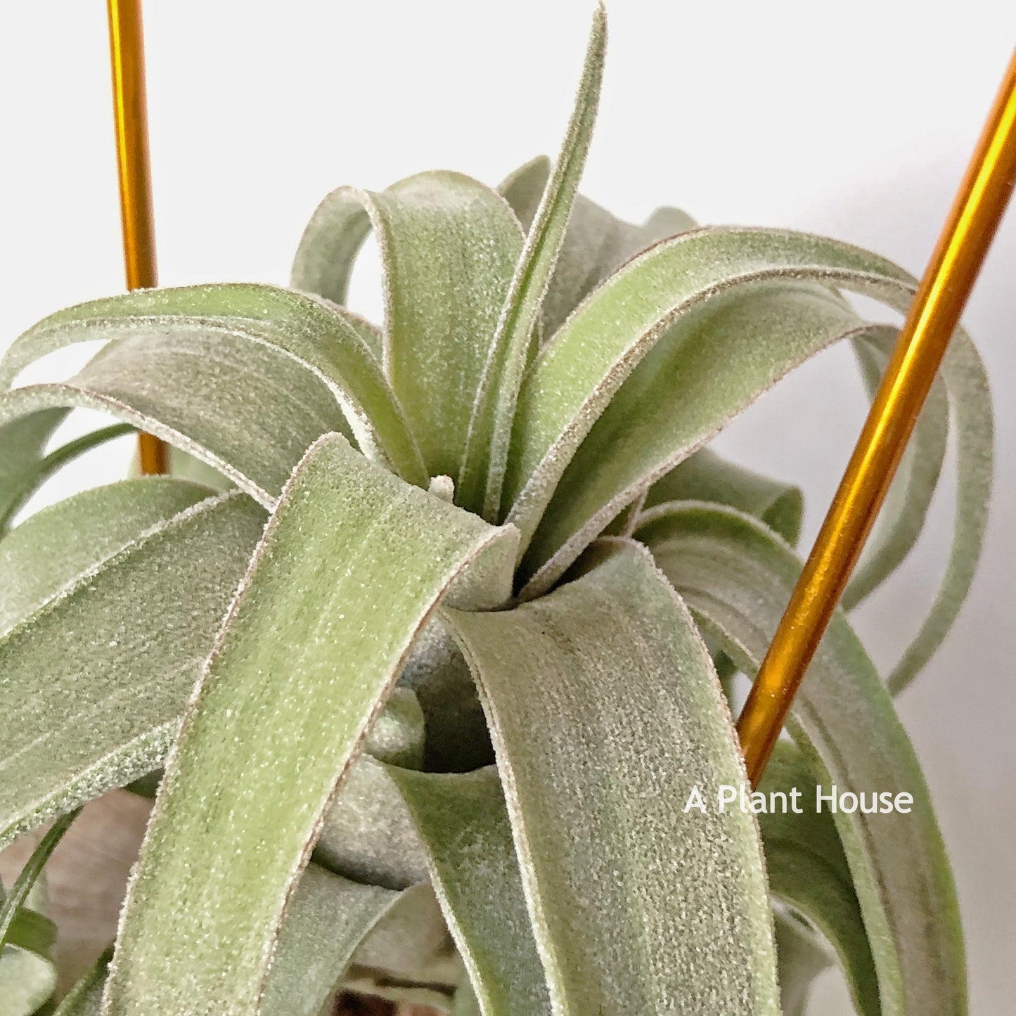 Tillandsia Streptophylla Mexico x Novakii