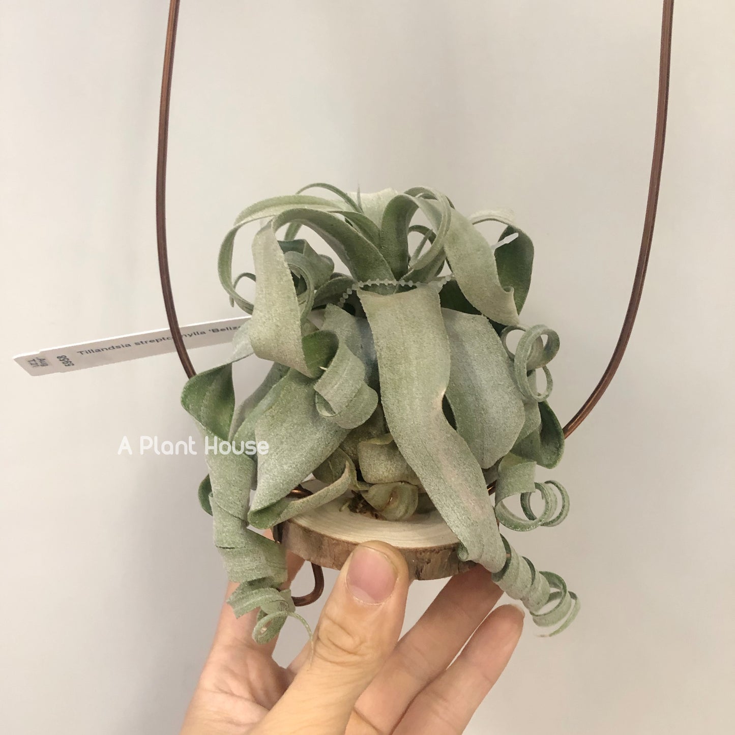 Tillandsia Streptophylla Belize From