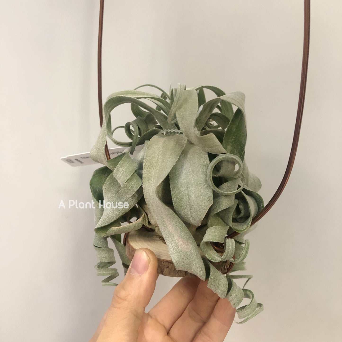 Tillandsia Streptophylla Belize From