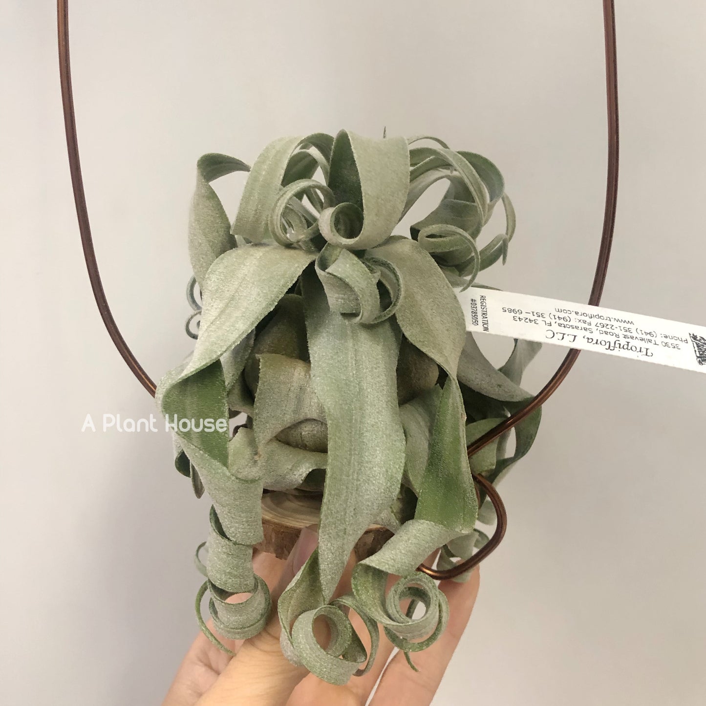 Tillandsia Streptophylla Belize From