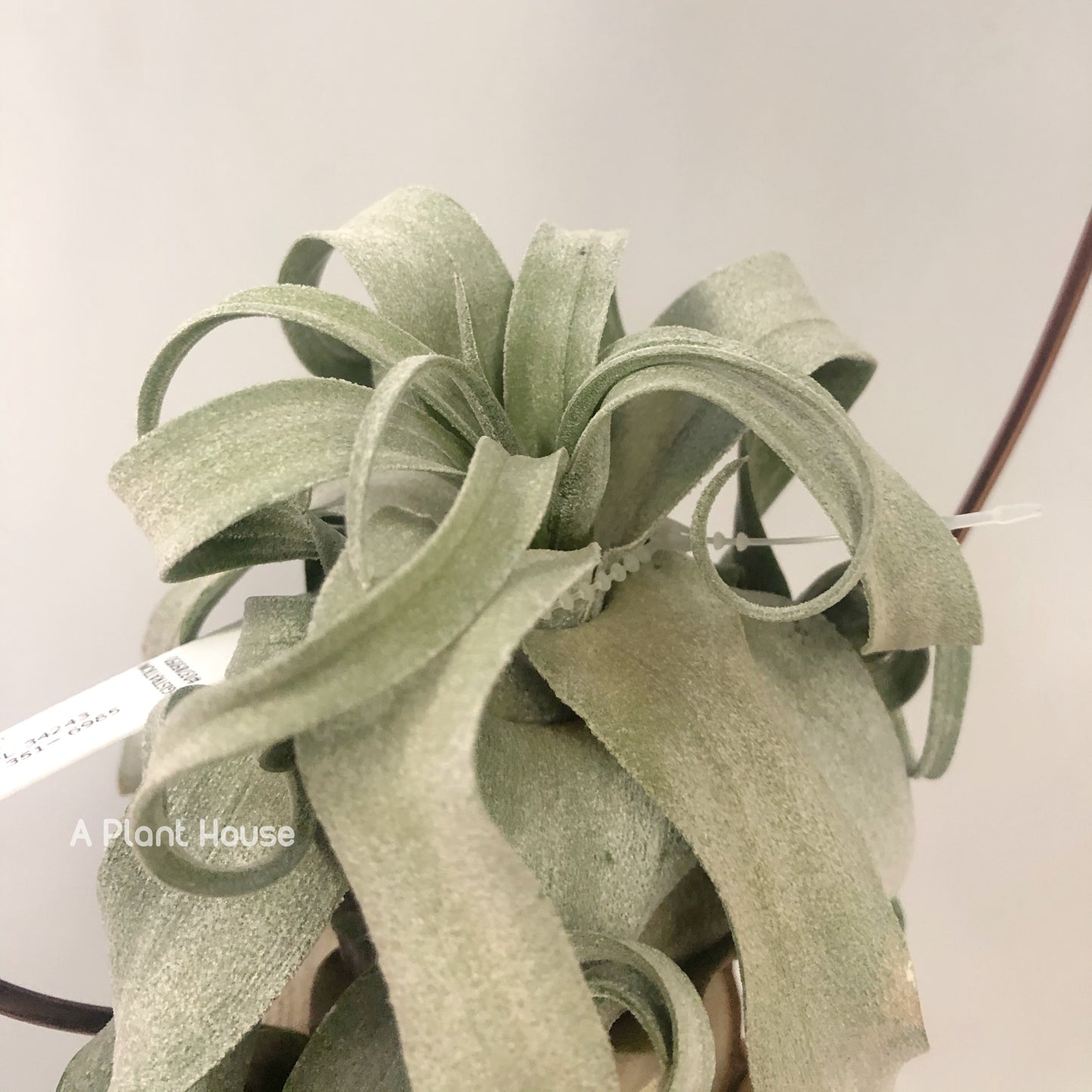 Tillandsia Streptophylla Belize From