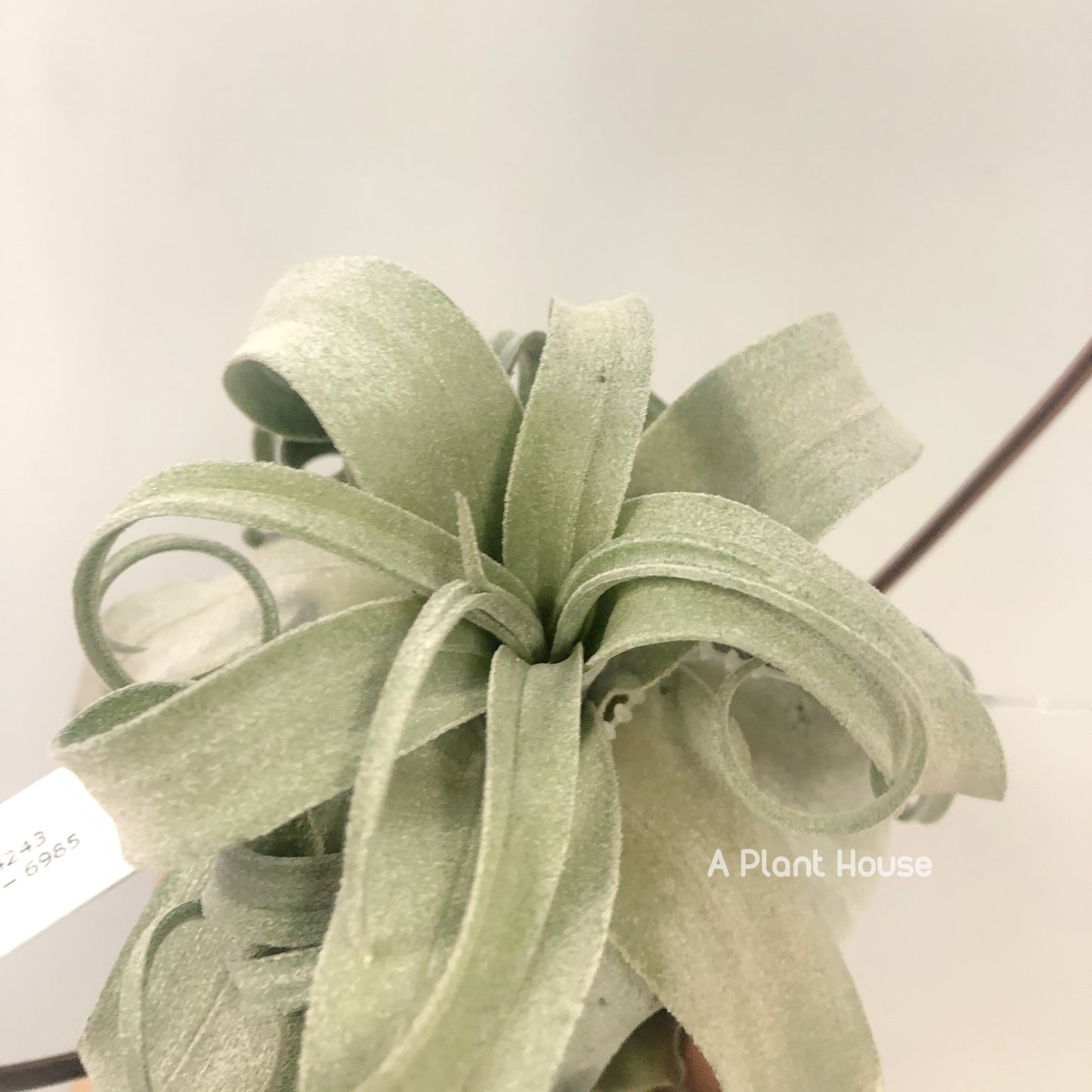 Tillandsia Streptophylla Belize From