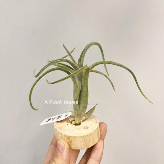 Tillandsia Sentinel