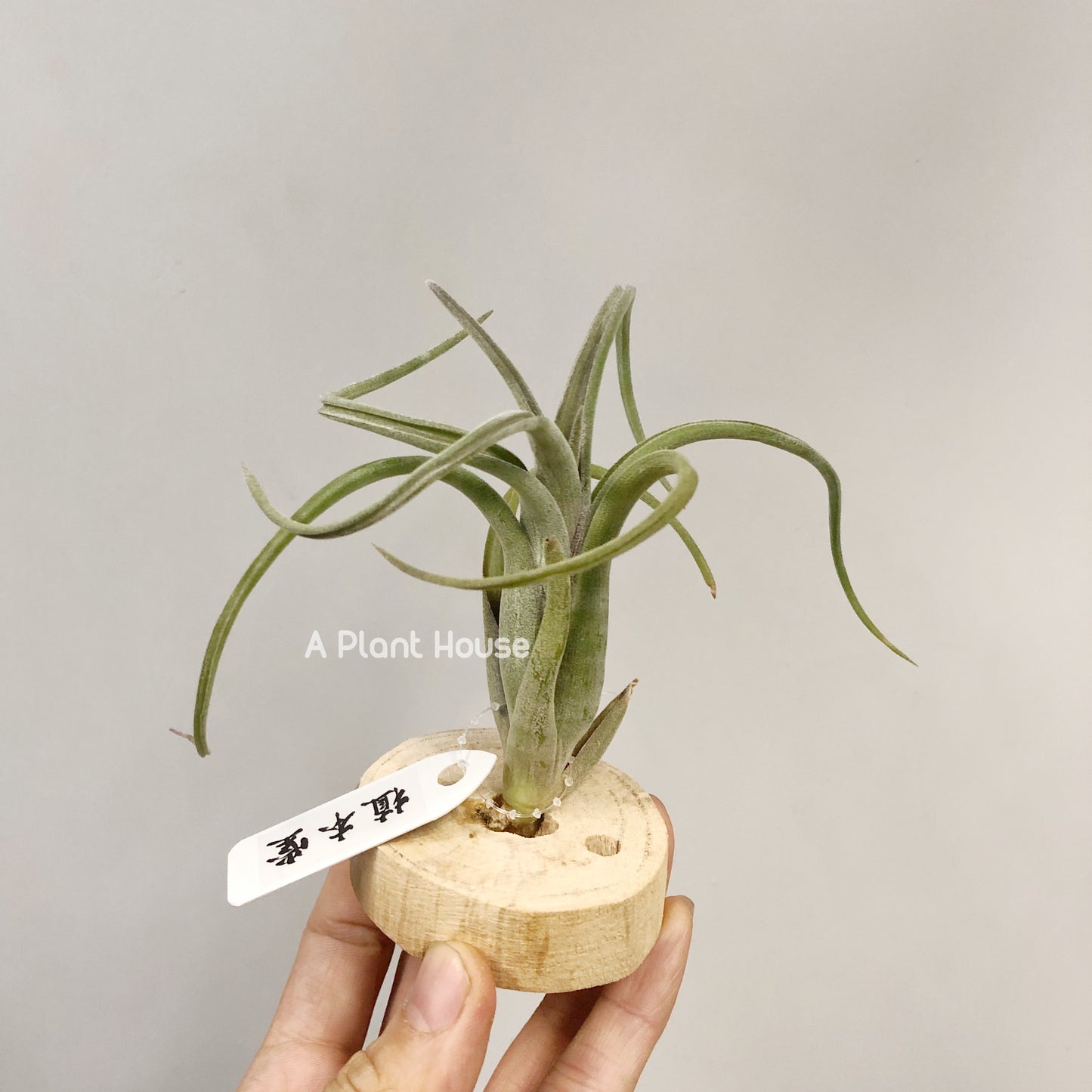 Tillandsia Sentinel