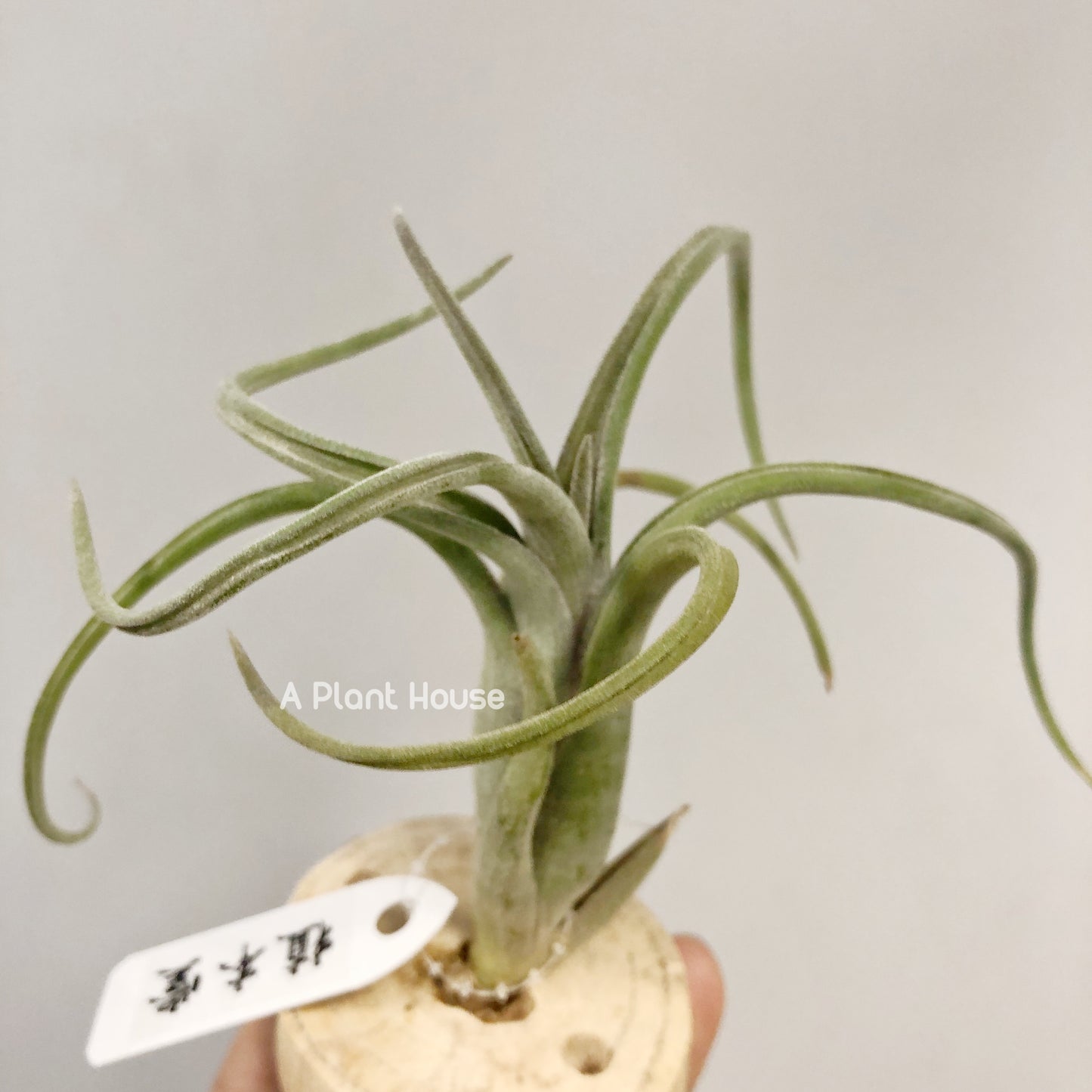 Tillandsia Sentinel