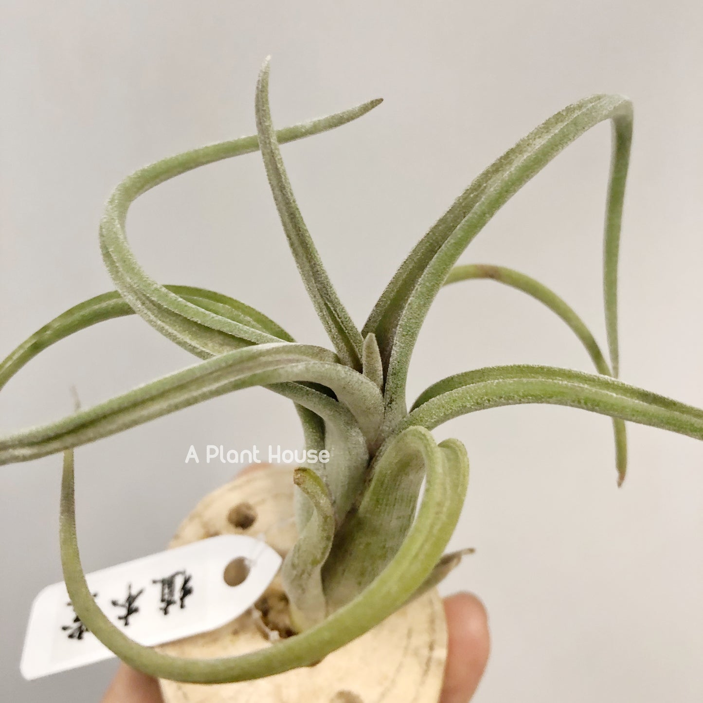 Tillandsia Sentinel