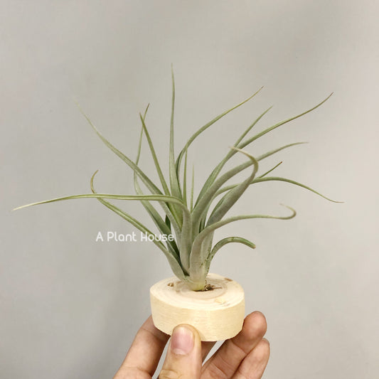 Tillandsia Queen’s Prize