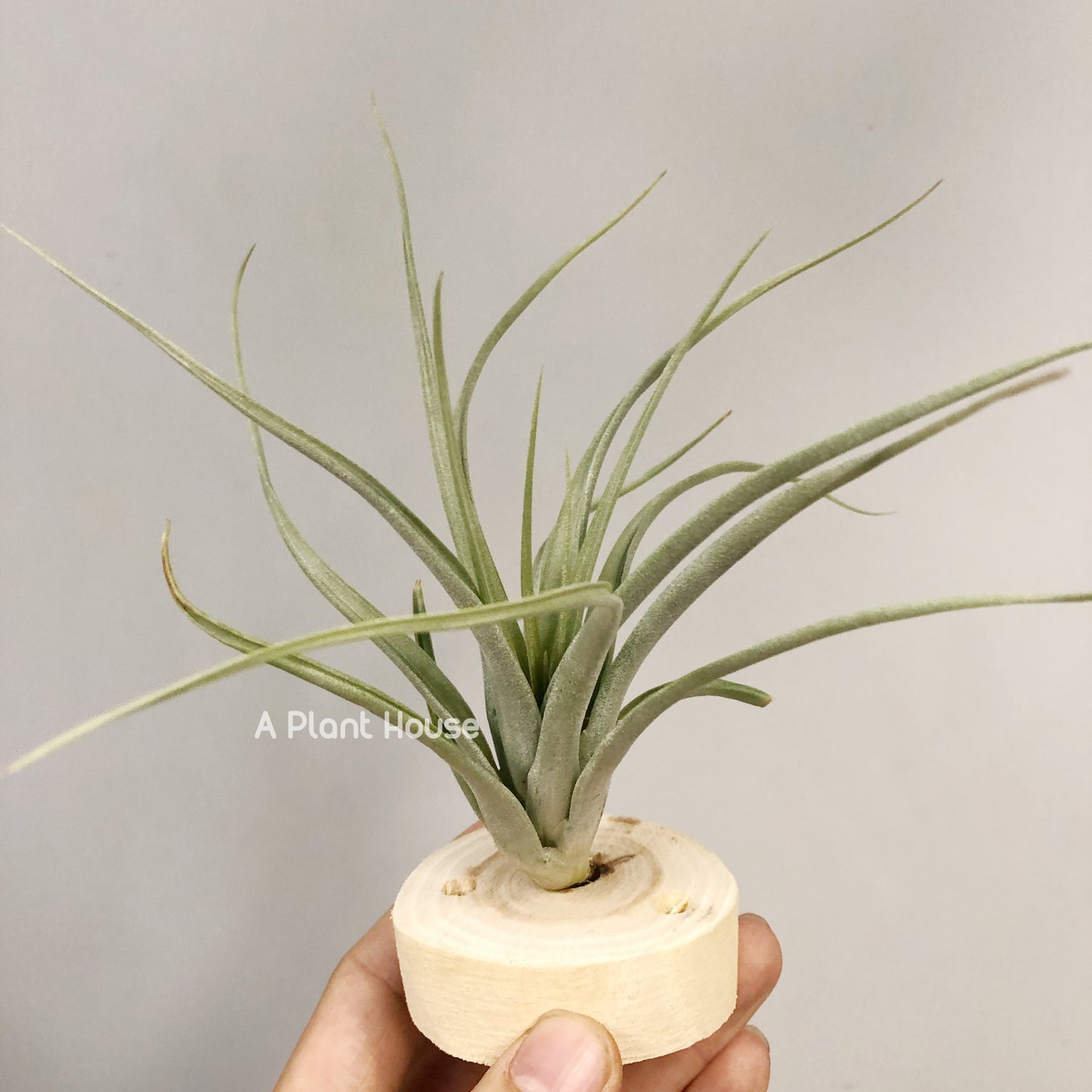 Tillandsia Queen’s Prize