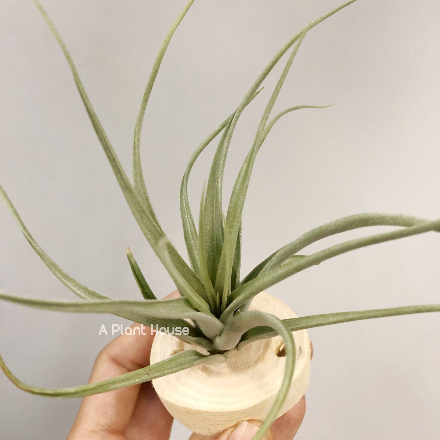 Tillandsia Queen’s Prize