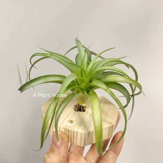 Tillandsia Marvelous Masterpiece