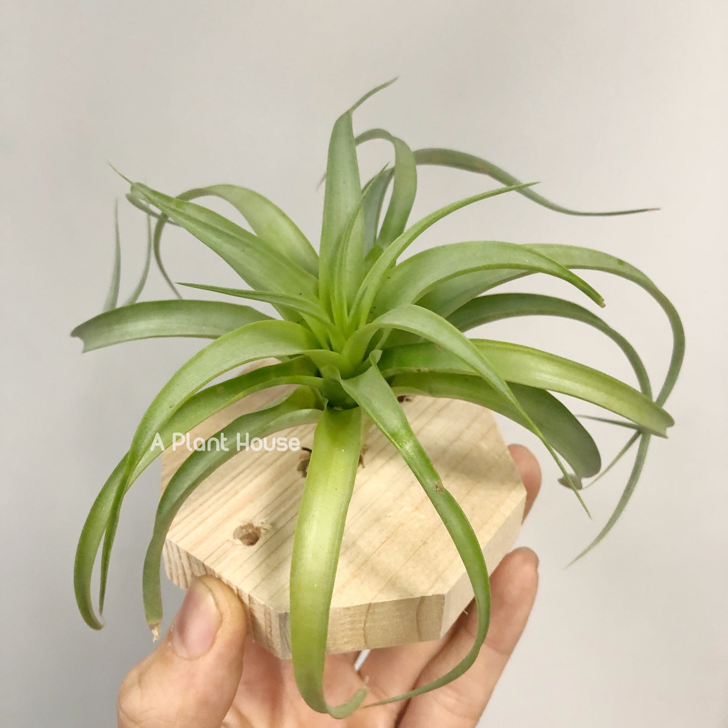 Tillandsia Marvelous Masterpiece