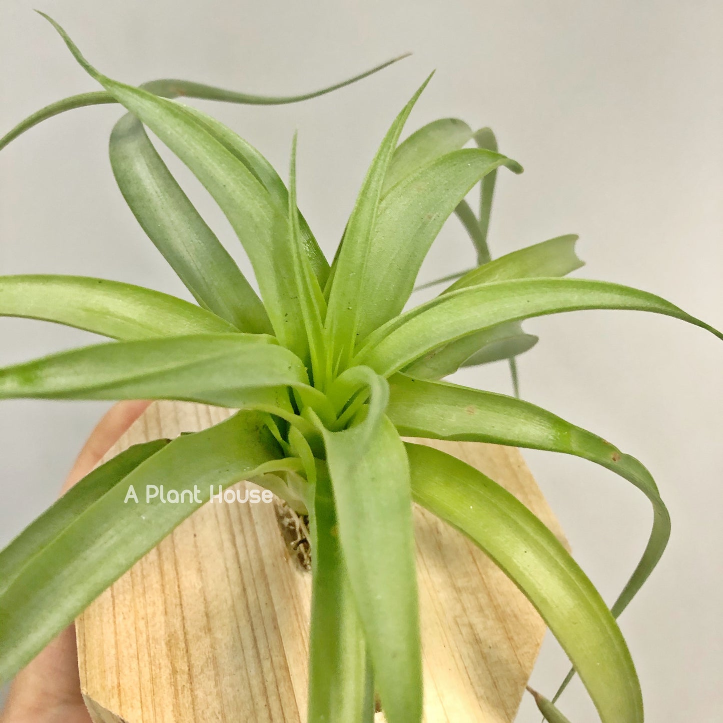 Tillandsia Marvelous Masterpiece