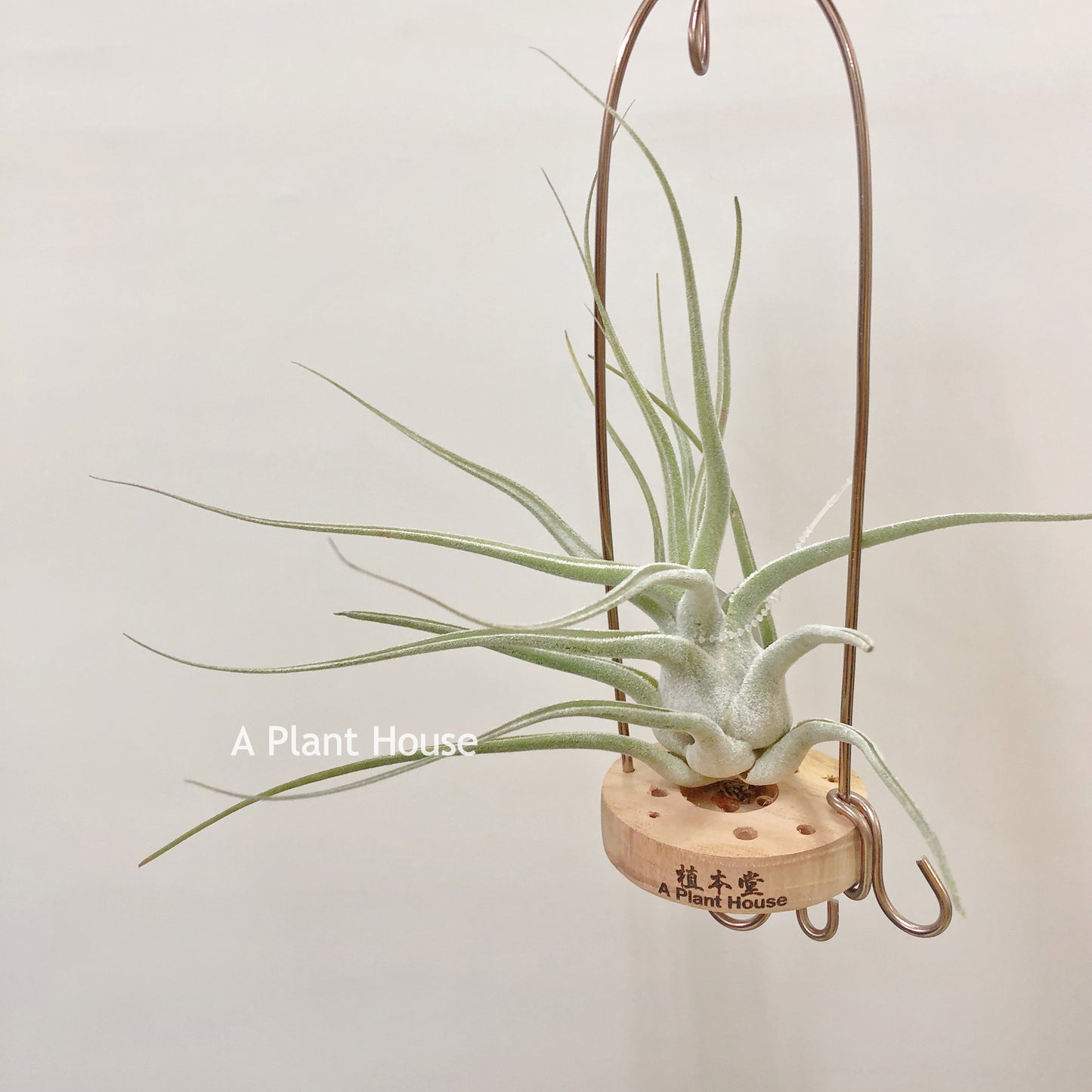 Tillandsia Ehlersiana