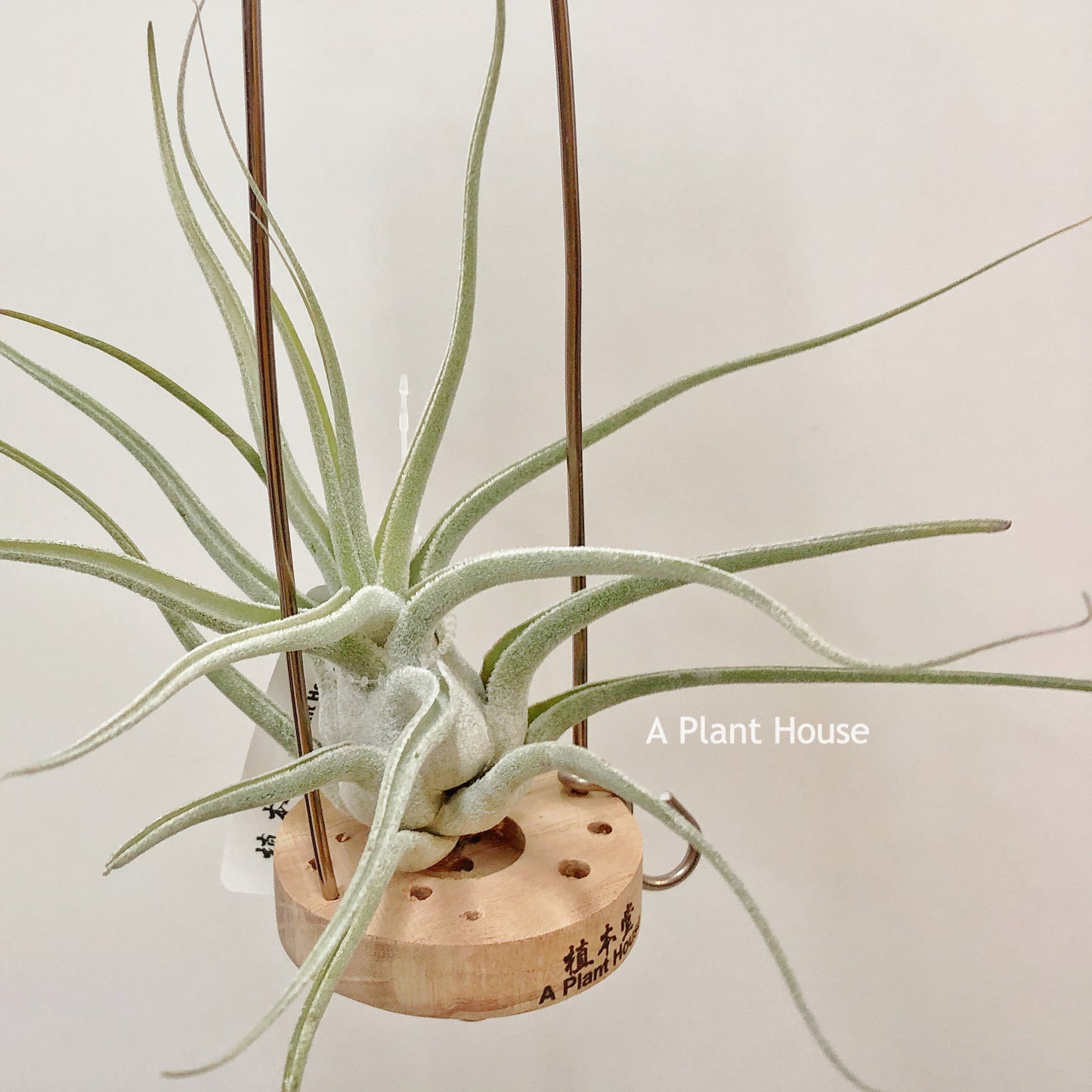 Tillandsia Ehlersiana