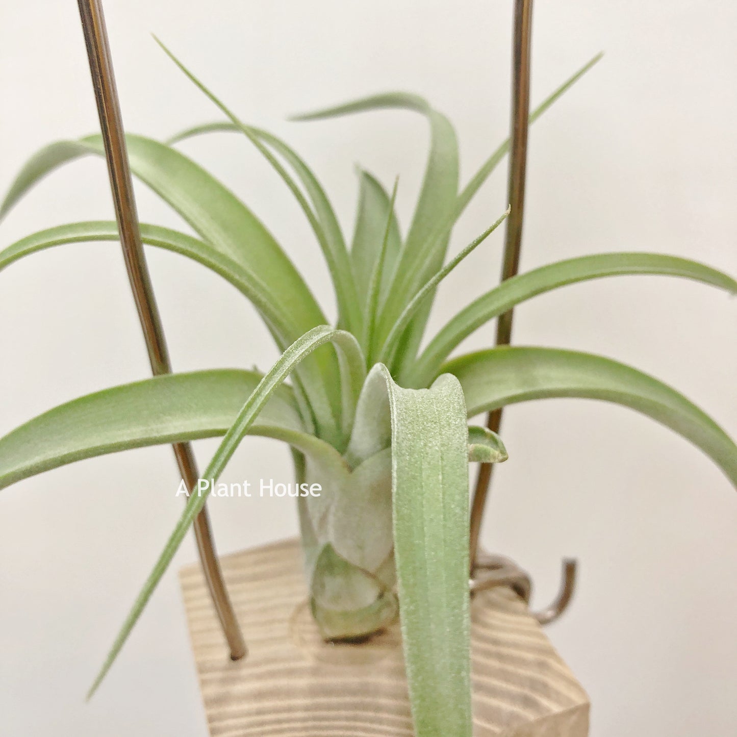 Tillandsia Curly Polly