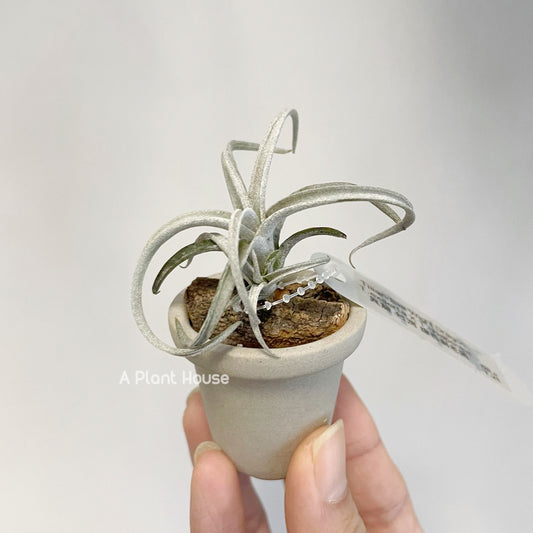 Tillandsia Exserta x Chiapensis