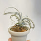 Tillandsia Exserta x Chiapensis
