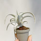 Tillandsia Wow Wow