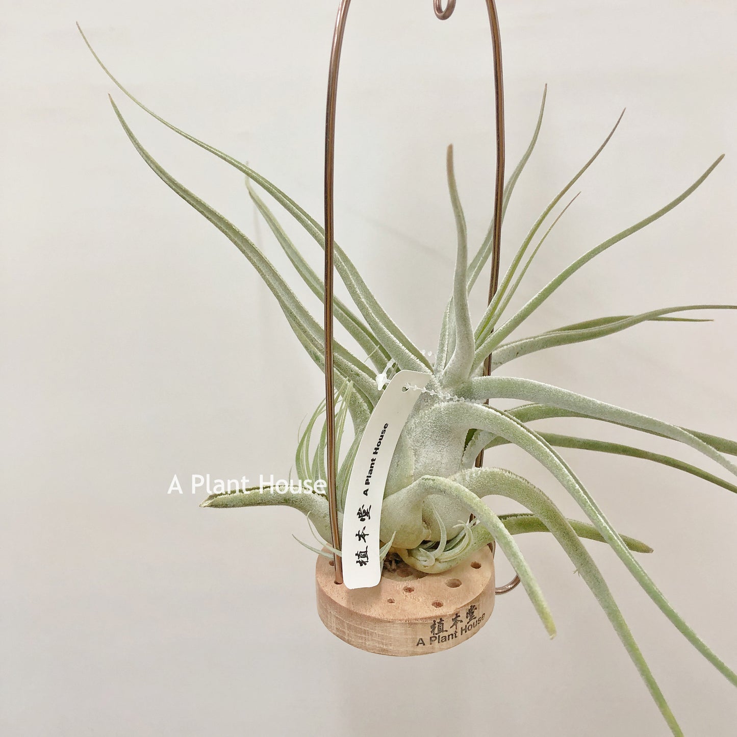 Tillandsia Ehlersiana