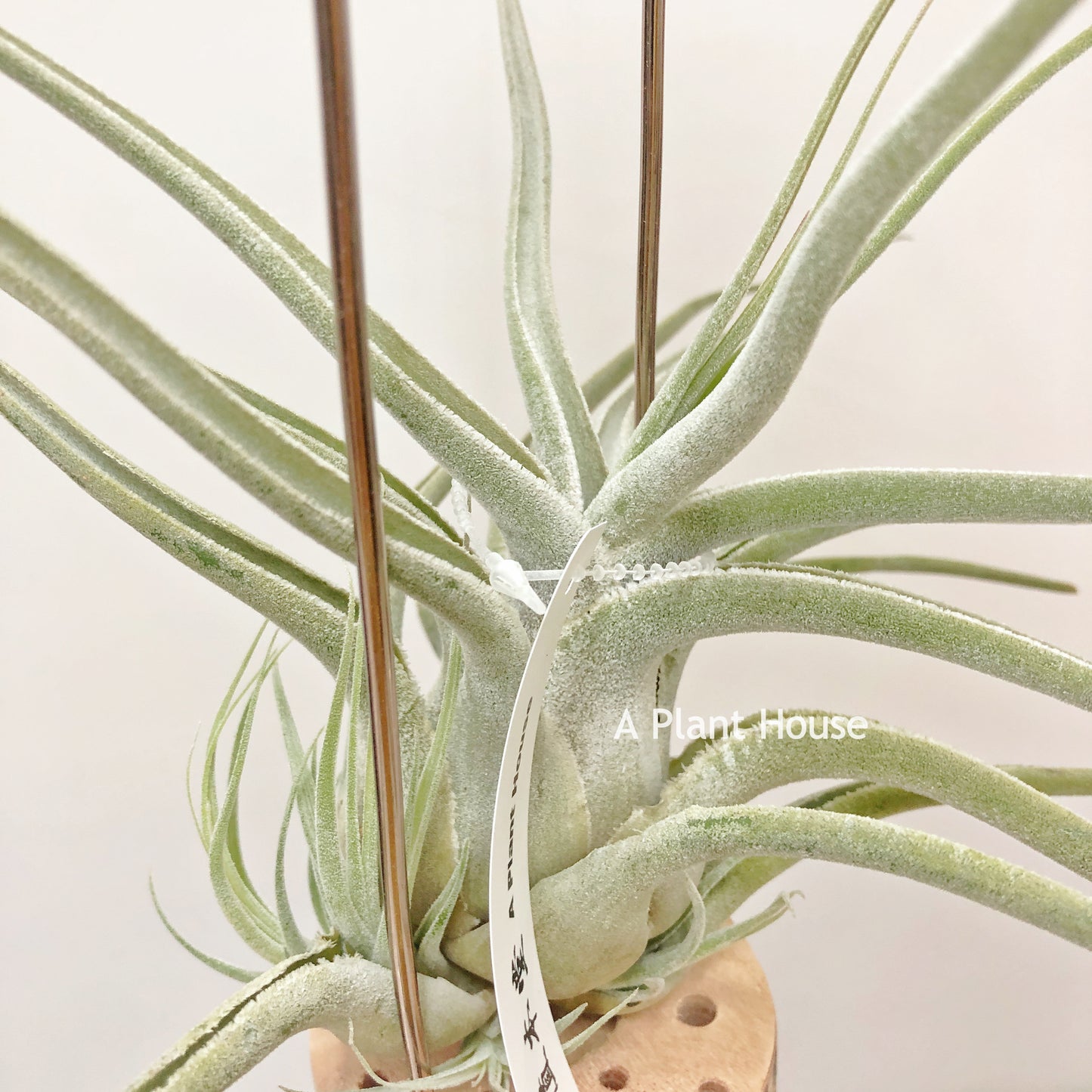 Tillandsia Ehlersiana