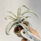 Tillandsia Wow Wow
