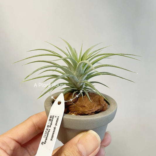 Tillandsia Roland-Gosselinii x T.Ionantha Huamelula