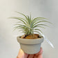 Tillandsia Roland-Gosselinii x T.Ionantha Huamelula