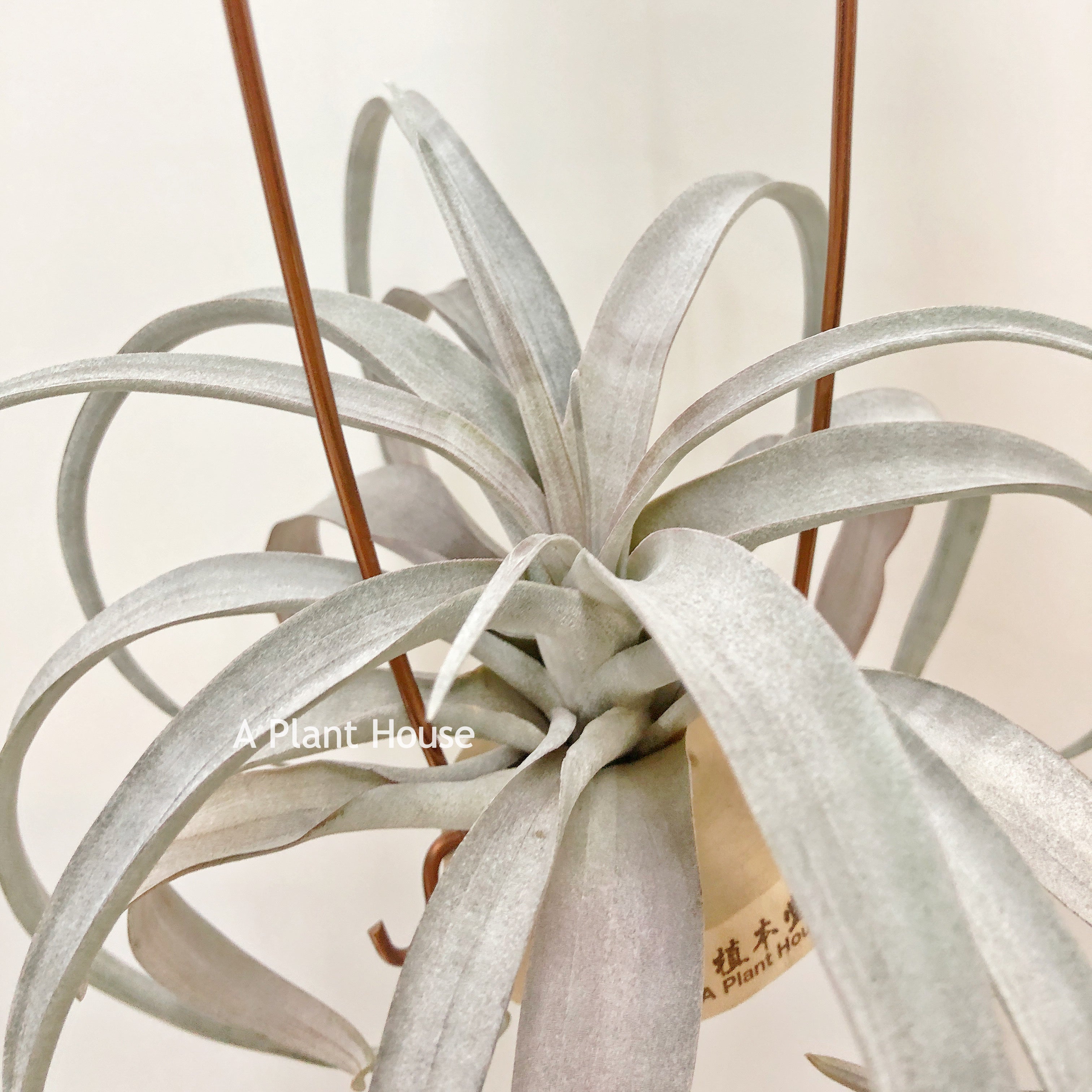 Tillandsia Michele APlantHouse