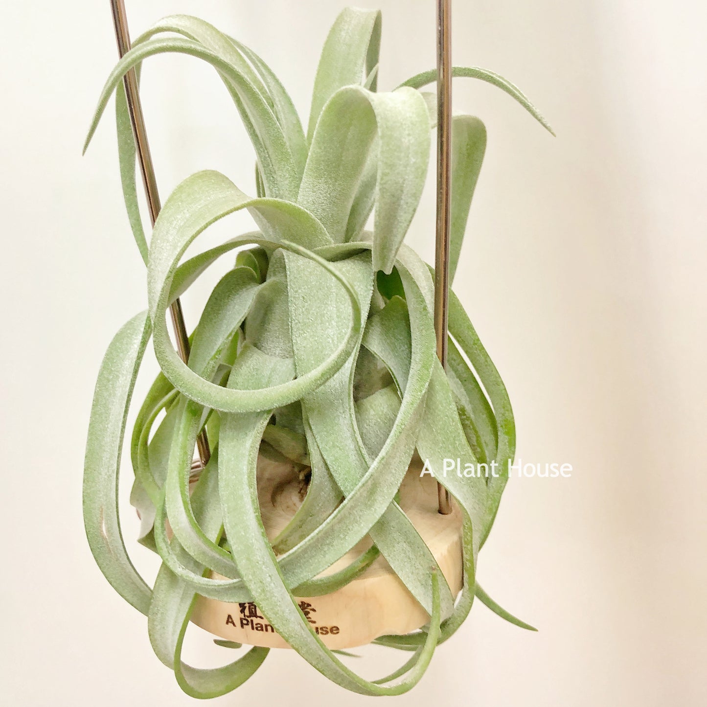 Tillandsia Streptophylla Mexico