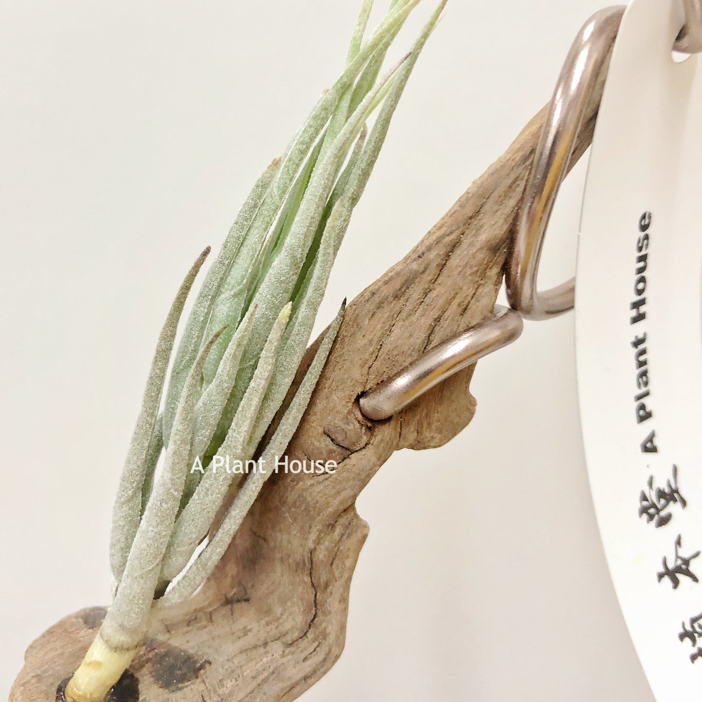 Tillandsia Krischnekii