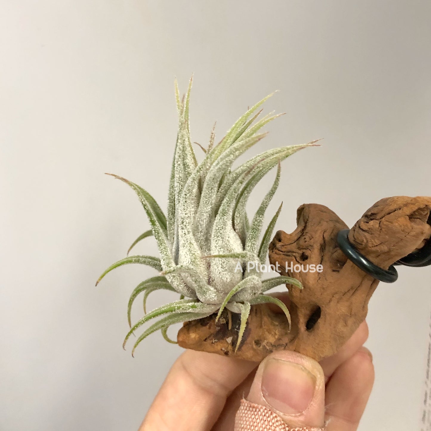 Tillandsia Tina Parr