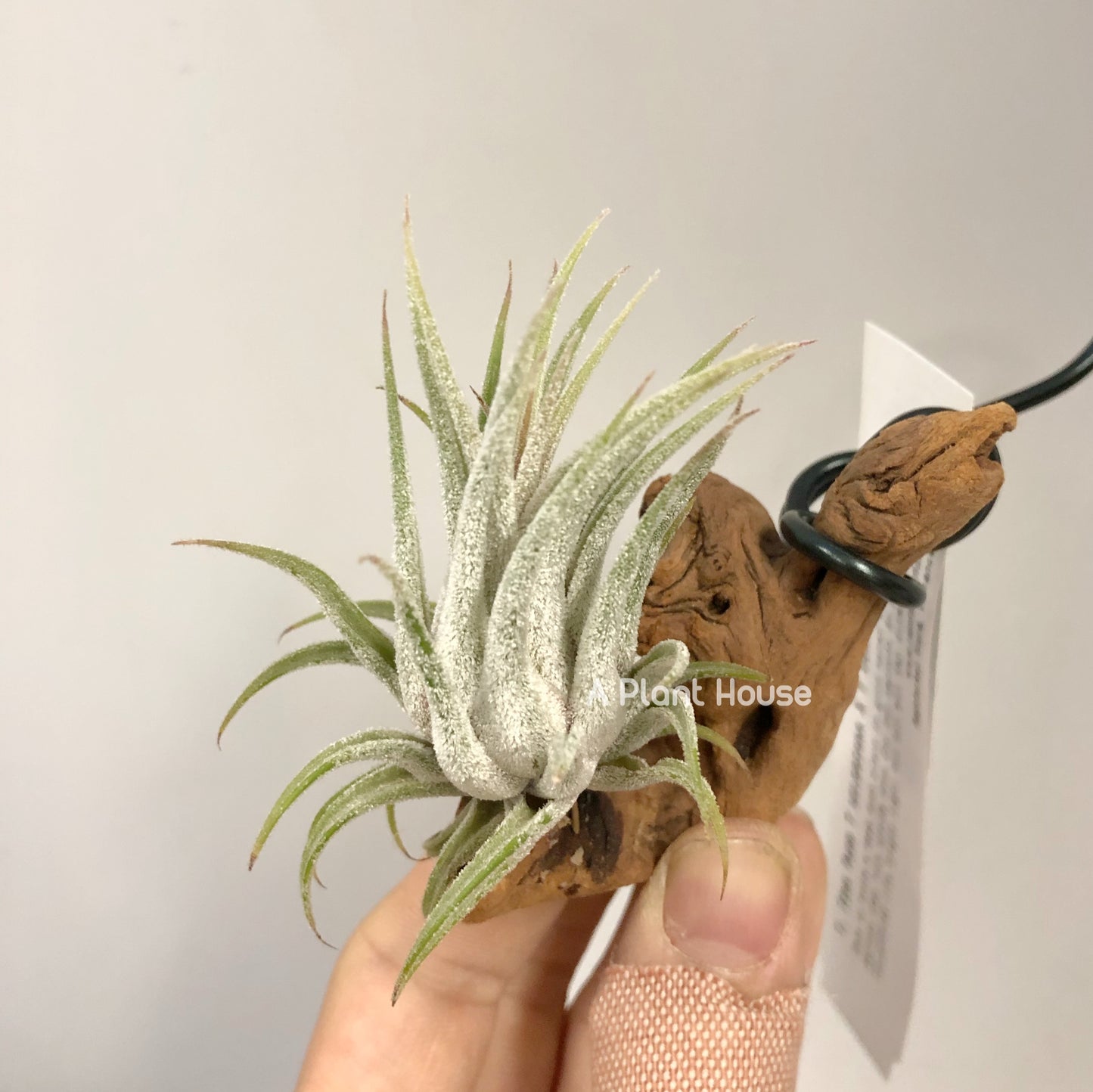 Tillandsia Tina Parr