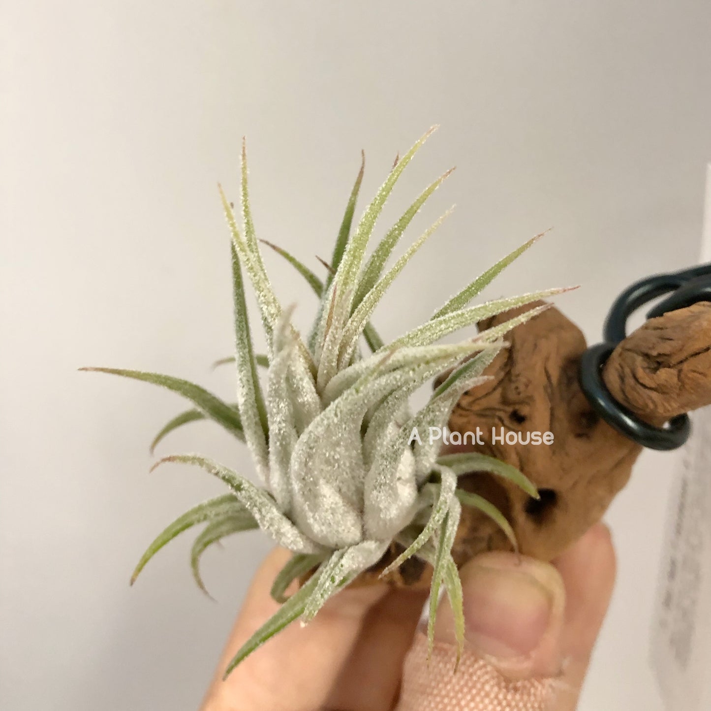 Tillandsia Tina Parr