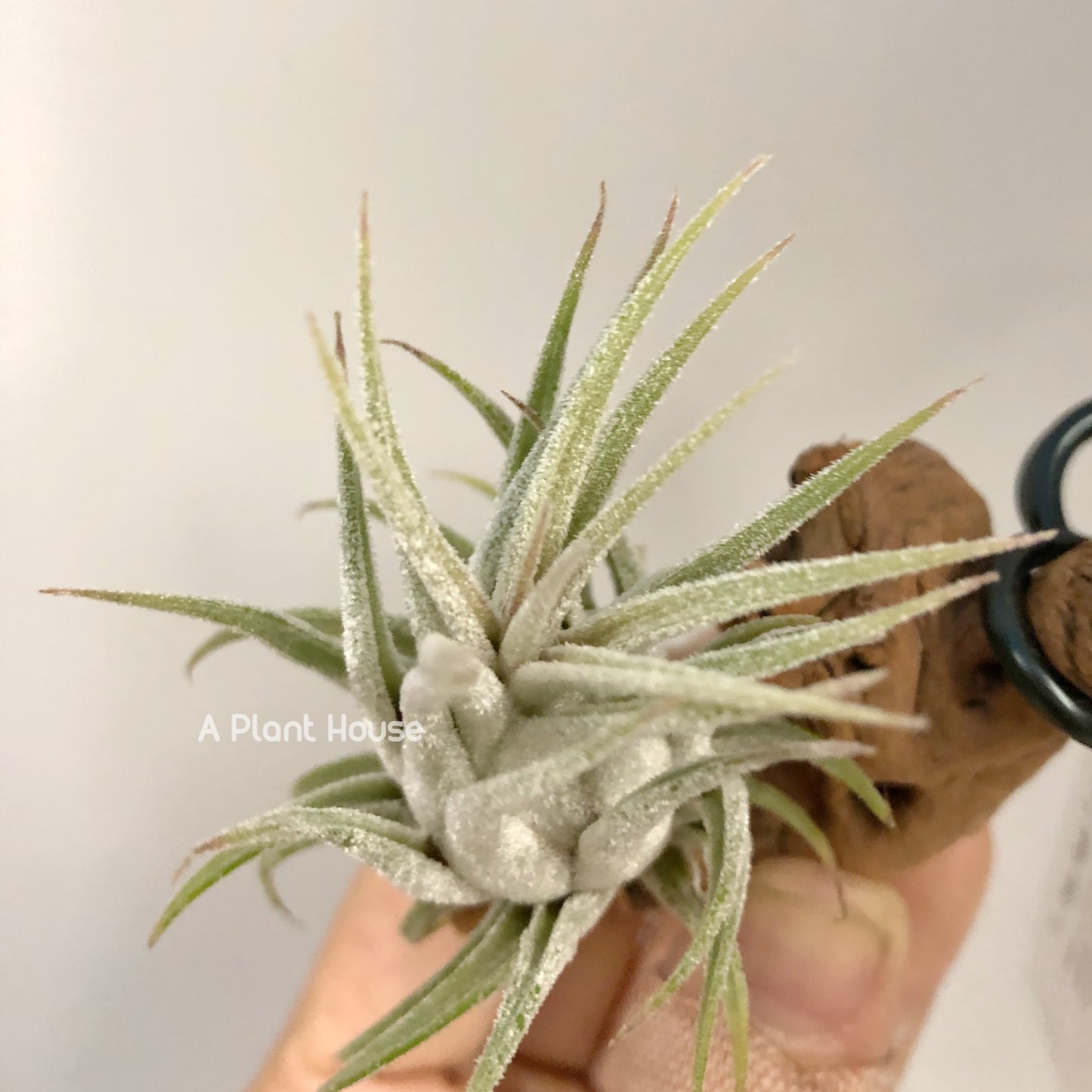 Tillandsia Tina Parr