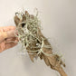 Tillandsia Marconae