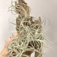 Tillandsia Marconae