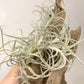 Tillandsia Marconae
