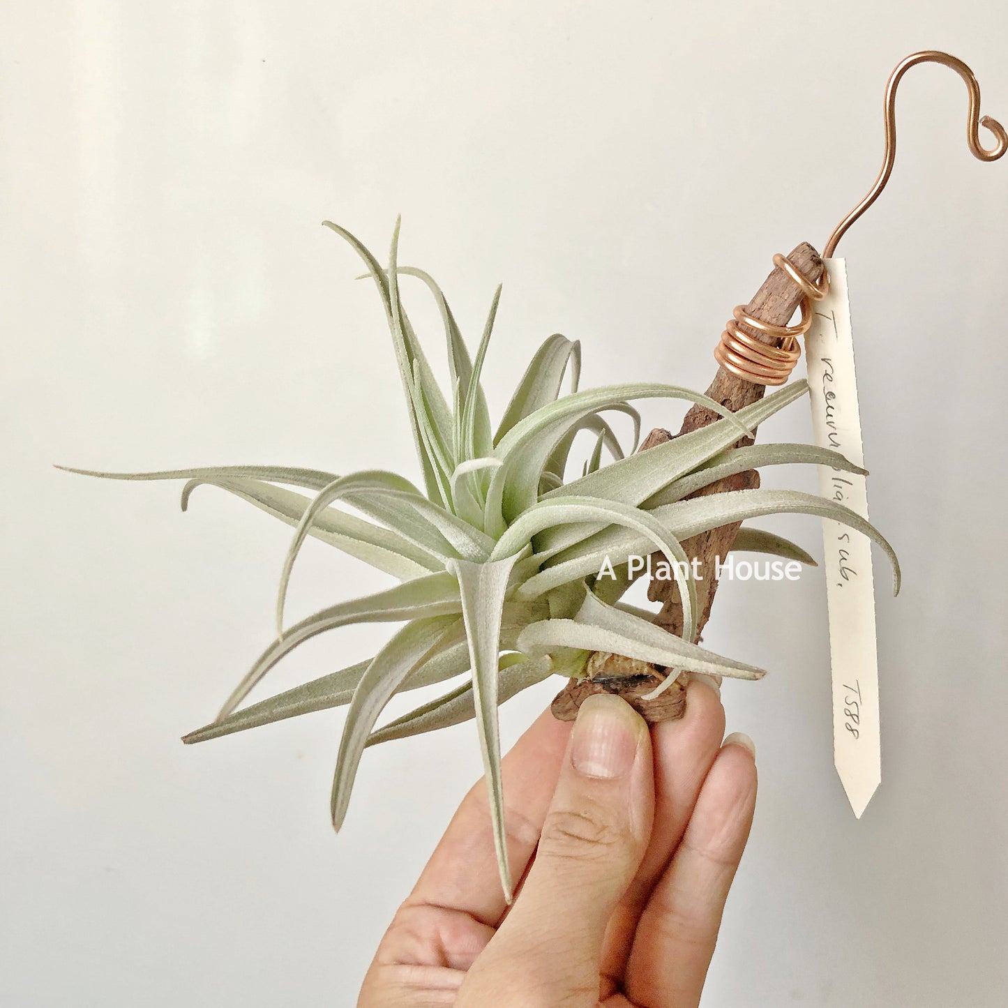 Tillandsia Recurvifolia var. Subsecundifolia