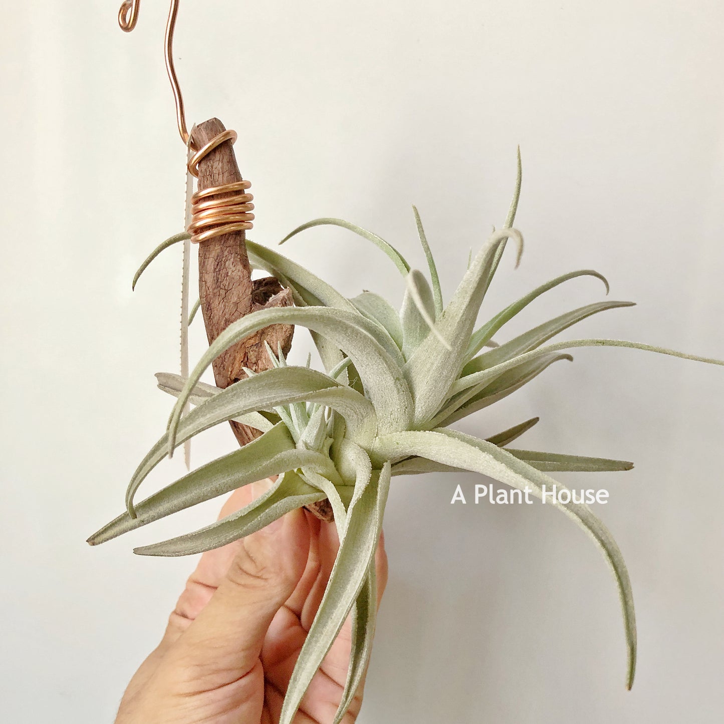 Tillandsia Recurvifolia var. Subsecundifolia