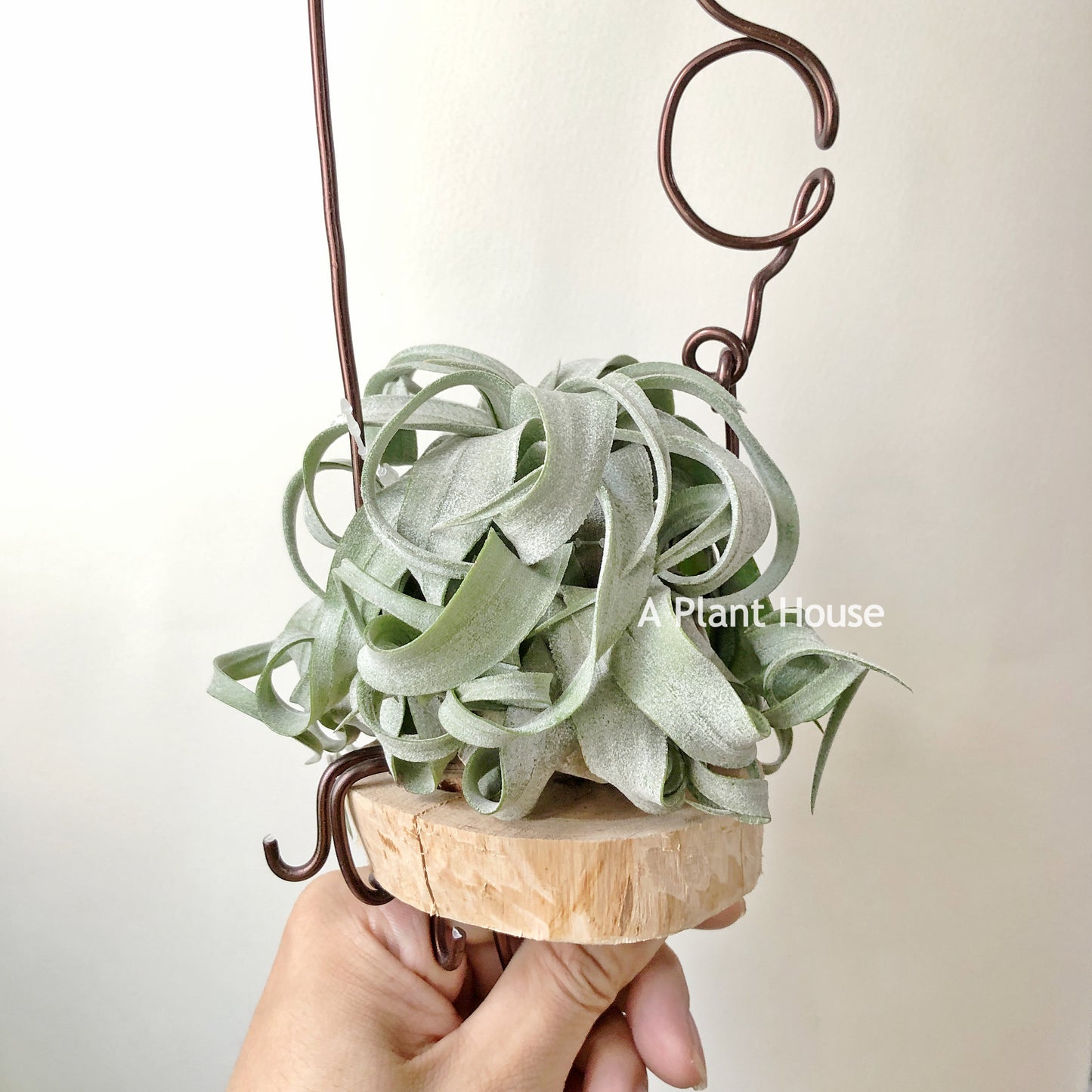 Tillandsia Streptophylla