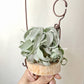 Tillandsia Streptophylla